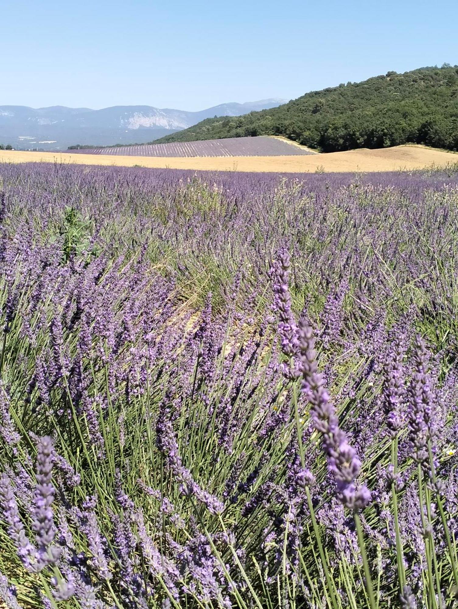 La Provence Vous Attend***!!! - 1Er Etage Digne-les-Bains Exteriér fotografie