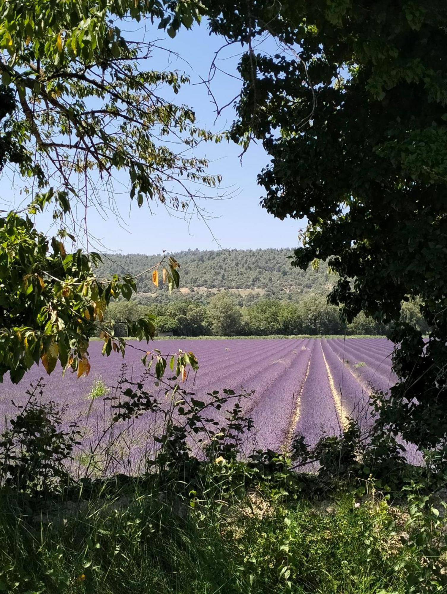 La Provence Vous Attend***!!! - 1Er Etage Digne-les-Bains Exteriér fotografie